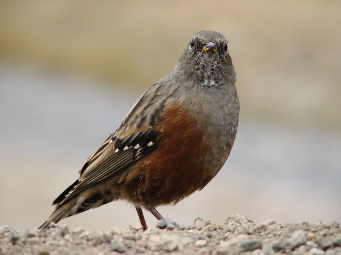 Local wildlife. Mt. Kailash, Tibet.